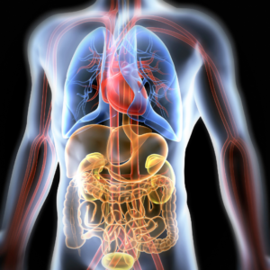 Analisi BioEnergetica del Metabolismo del Calcio