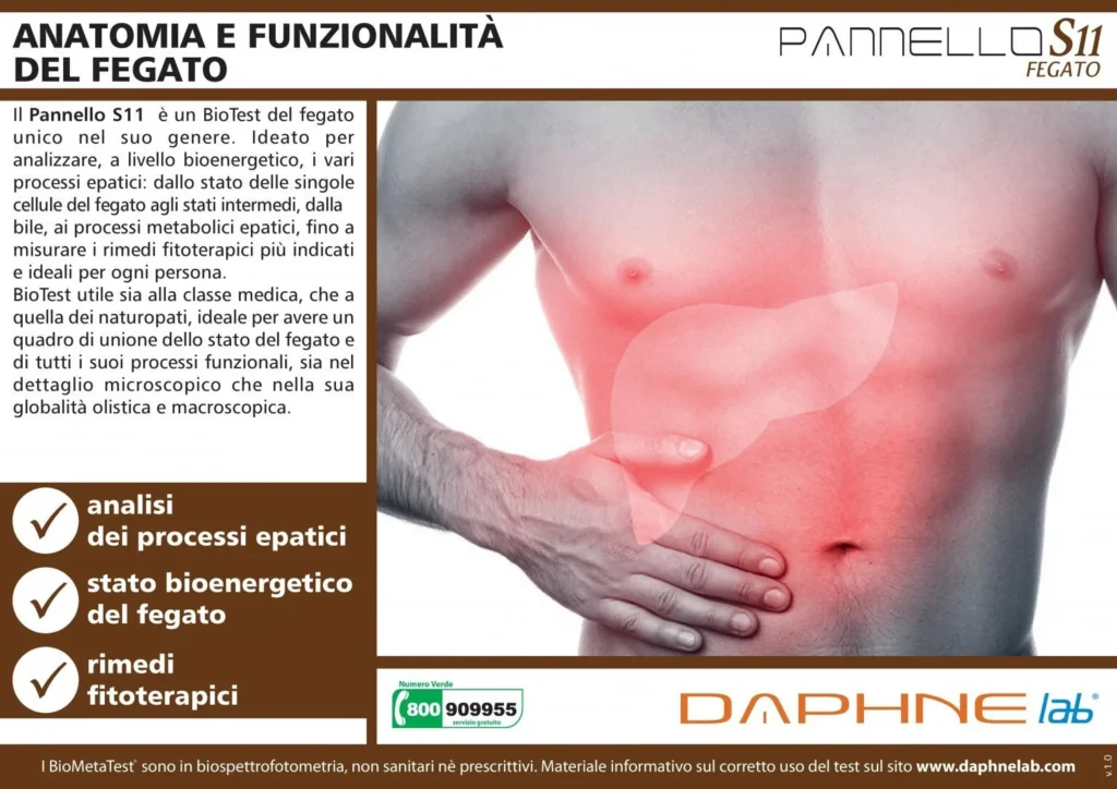 Anatomia e Funzionalità del Fegato